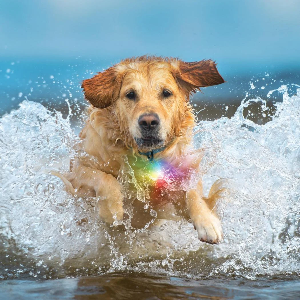 Nite Ize SpotLit Splash Waterproof Rechargeable Collar Light - Disc-O Select